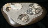 Killer Russian Ammonite (Deshayesites) Association #15588-3